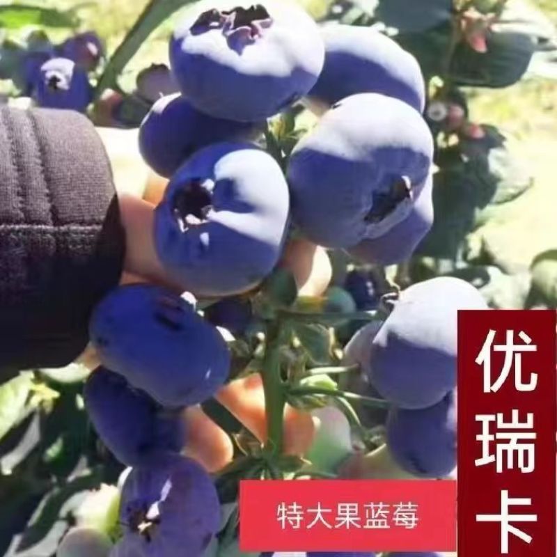 大果蓝莓苗盆栽地栽蓝莓树苗当年结果南方北方室外阳台特大果