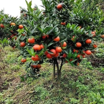 沙糖桔树苗地栽地栽南方北方种植橘子树苗柑桔果树果苗嫁接砂