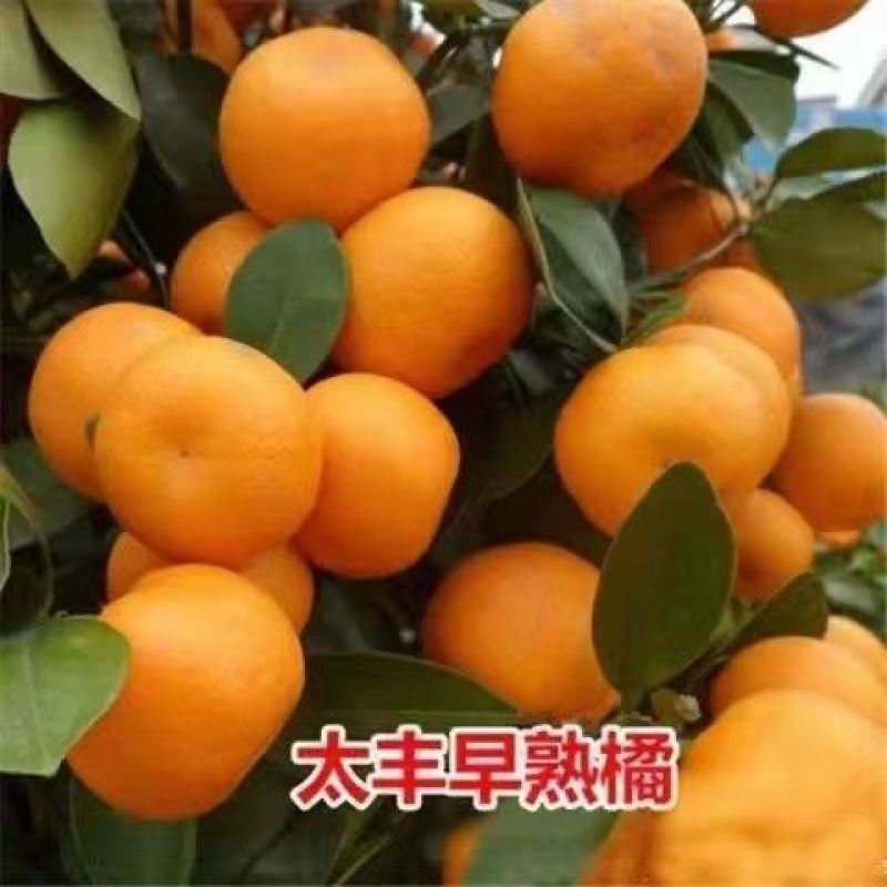 沙糖桔树苗地栽地栽南方北方种植橘子树苗柑桔果树果苗嫁接砂