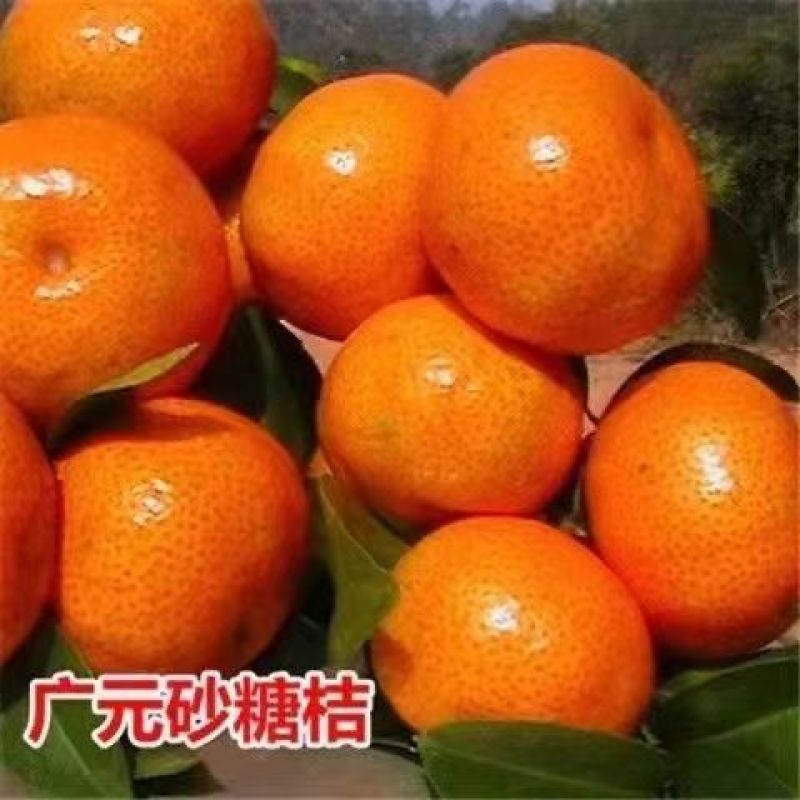 沙糖桔树苗地栽地栽南方北方种植橘子树苗柑桔果树果苗嫁接砂
