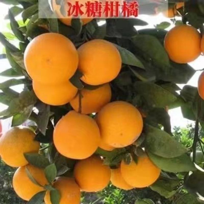 沙糖桔树苗地栽地栽南方北方种植橘子树苗柑桔果树果苗嫁接砂