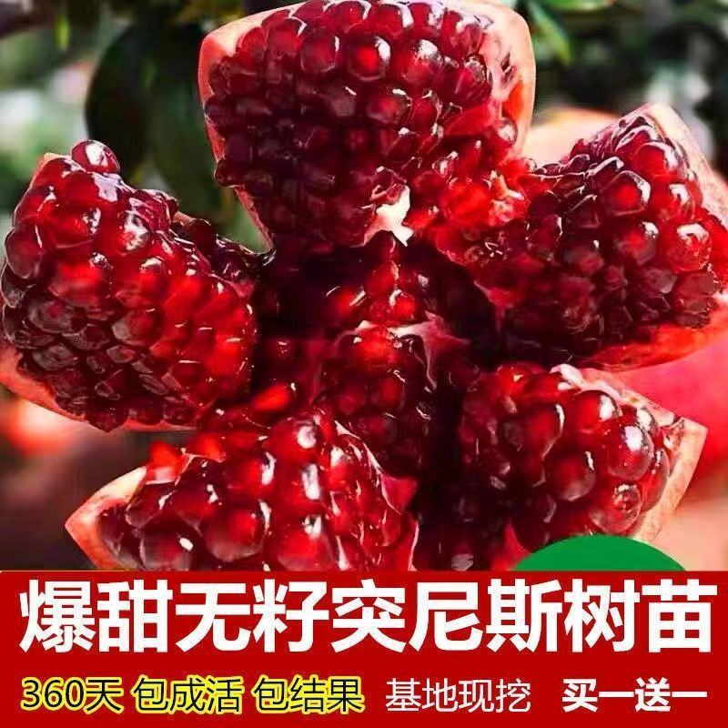 无籽石榴树树苗突尼斯庭院阳台南北方种植盆栽地栽特大石榴果