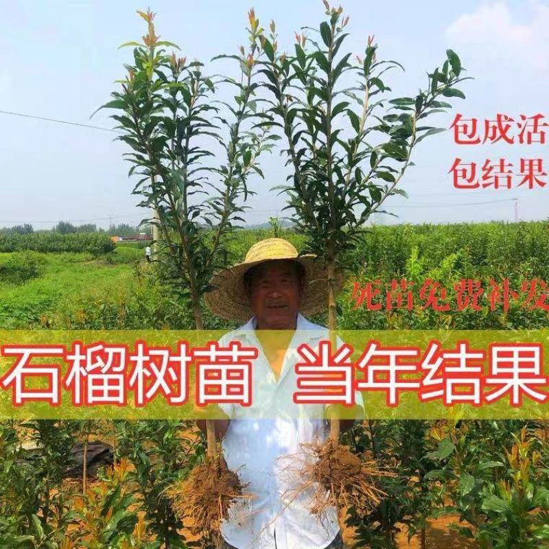 无籽石榴树树苗突尼斯庭院阳台南北方种植盆栽地栽特大石榴果