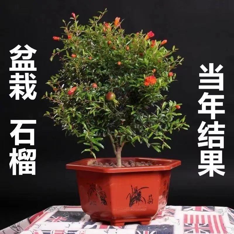 无籽石榴树树苗突尼斯庭院阳台南北方种植盆栽地栽特大石榴果