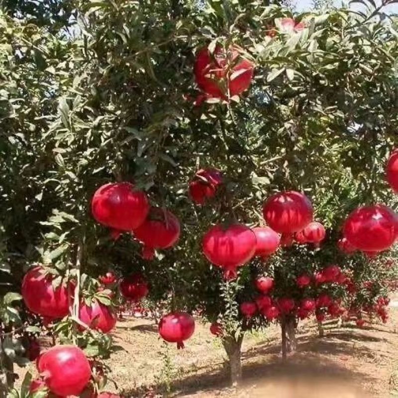 无籽石榴树树苗突尼斯庭院阳台南北方种植盆栽地栽特大石榴果