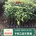 香樟树苗绿化苗木驱蚊虫植物四季常青小叶香樟盆栽地栽樟苗