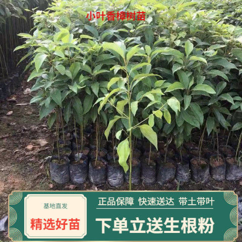 香樟树苗绿化苗木驱蚊虫植物四季常青小叶香樟盆栽地栽樟苗
