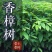 香樟树苗绿化苗木驱蚊虫植物四季常青小叶香樟盆栽地栽樟苗