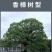 香樟树苗绿化苗木驱蚊虫植物四季常青小叶香樟盆栽地栽樟苗
