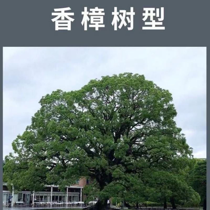 香樟树苗绿化苗木驱蚊虫植物四季常青小叶香樟盆栽地栽樟苗