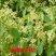香樟树苗绿化苗木驱蚊虫植物四季常青小叶香樟盆栽地栽樟苗