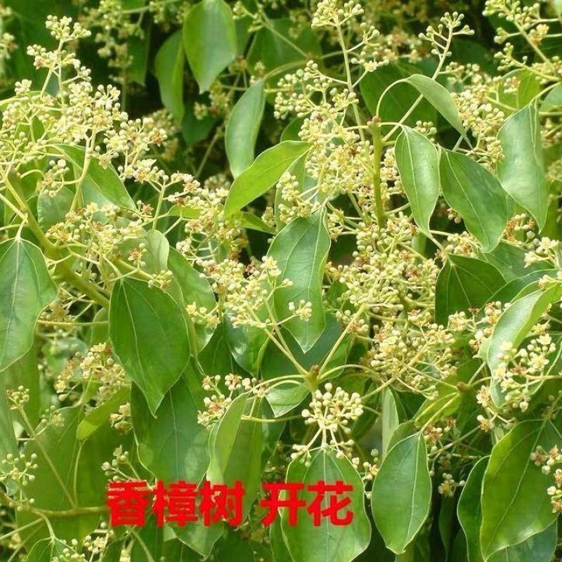 香樟树苗绿化苗木驱蚊虫植物四季常青小叶香樟盆栽地栽樟苗