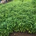香樟树苗绿化苗木驱蚊虫植物四季常青小叶香樟盆栽地栽樟苗