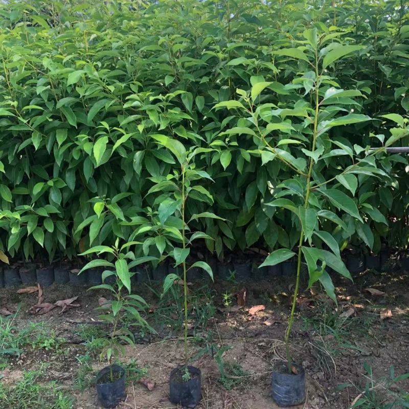 香樟树苗绿化苗木驱蚊虫植物四季常青小叶香樟盆栽地栽樟苗
