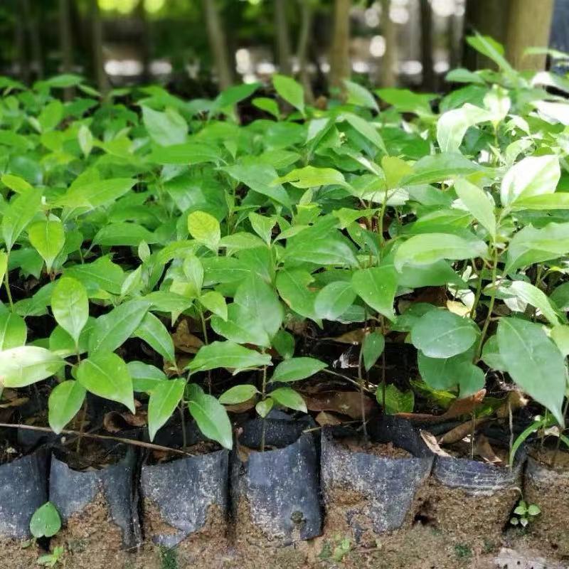 香樟树苗绿化苗木驱蚊虫植物四季常青小叶香樟盆栽地栽樟苗