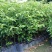 香樟树苗绿化苗木驱蚊虫植物四季常青小叶香樟盆栽地栽樟苗