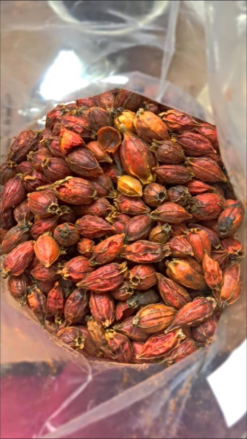 栀子正宗栀子中药材栀子果栀子茶山栀子泡茶红栀子黄栀子果