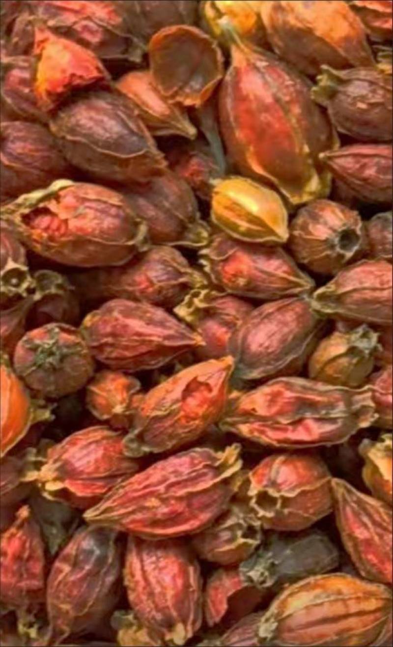 栀子正宗栀子中药材栀子果栀子茶山栀子泡茶红栀子黄栀子果