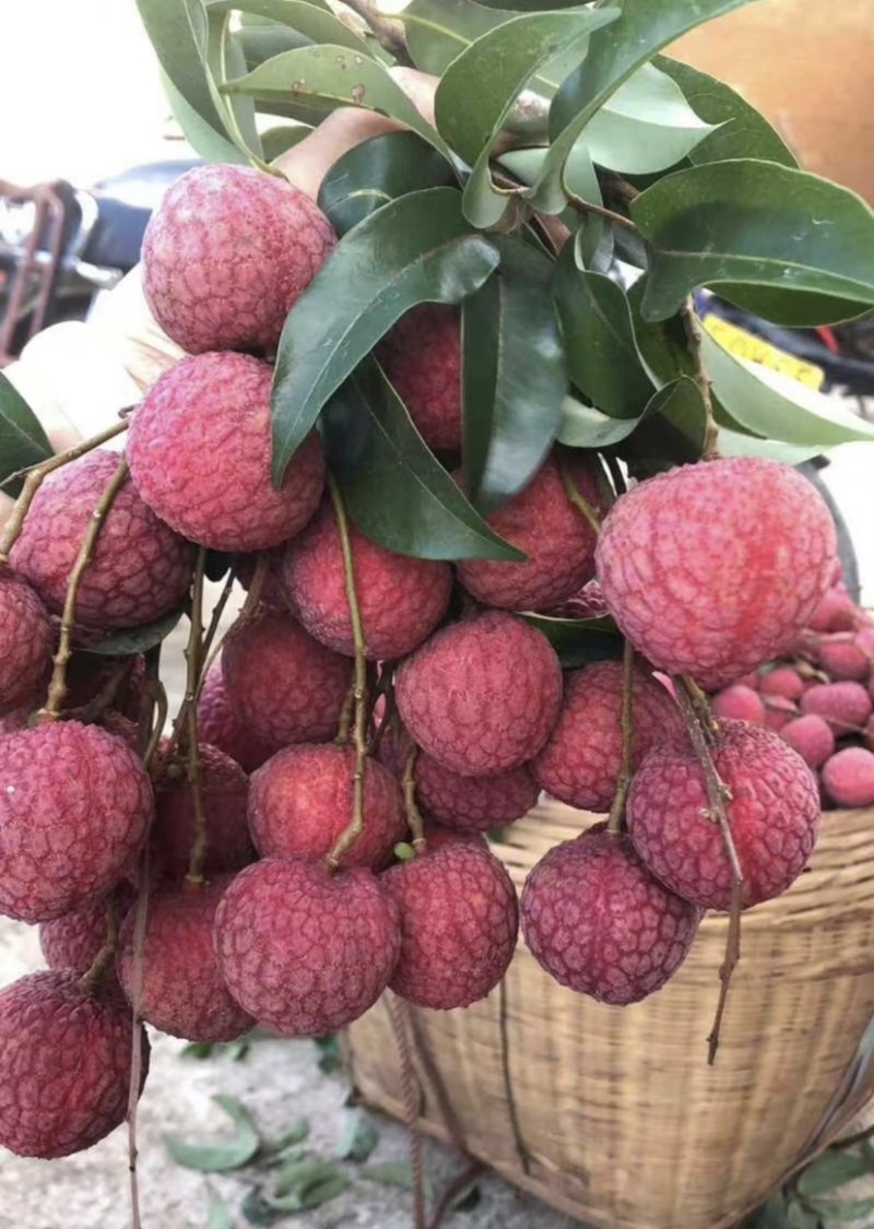 广东汕尾荔枝自家种植