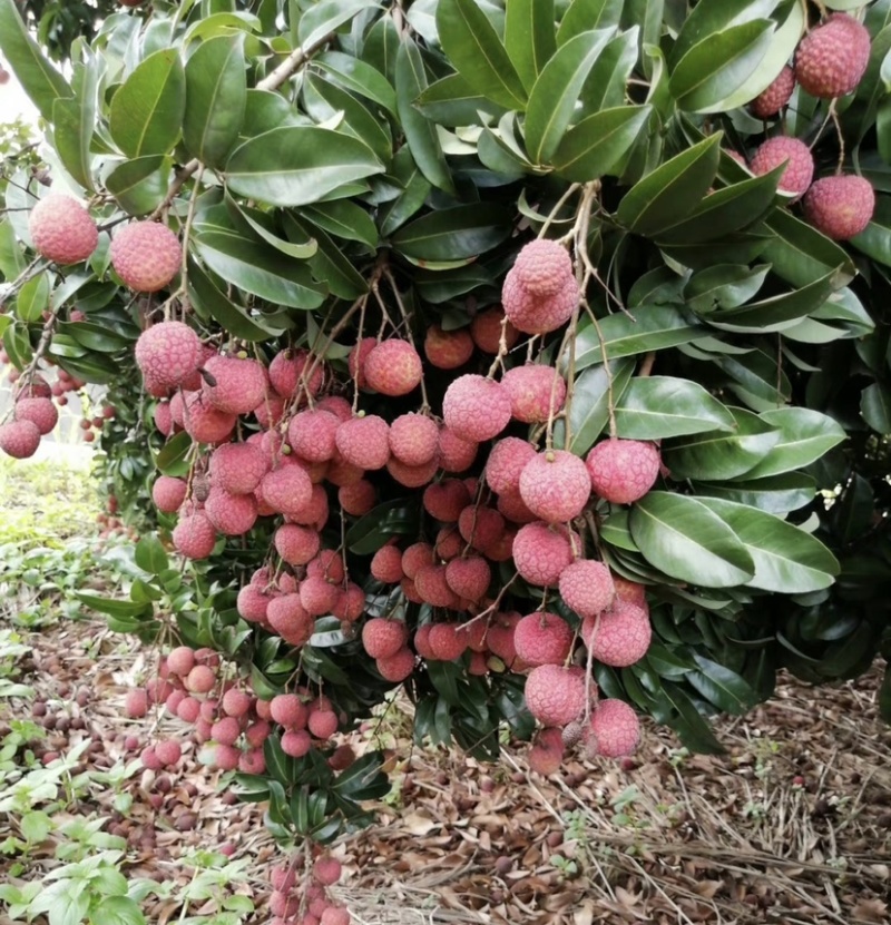 广东汕尾荔枝自家种植