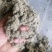 纯正伏牛山大白艾叶经过加工而成的艾绒经过筛选。