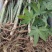 刺儿茶树苗甜茶苗甜叶覆盆子苗种植基地