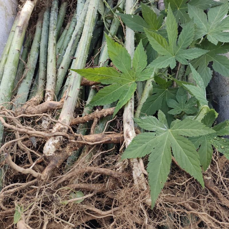 刺儿茶树苗甜茶苗甜叶覆盆子苗种植基地
