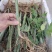 刺儿茶树苗甜茶苗甜叶覆盆子苗种植基地