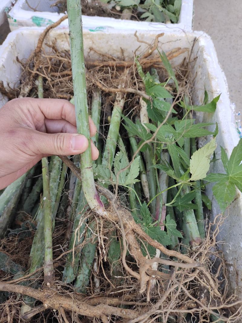 刺儿茶树苗甜茶苗甜叶覆盆子苗种植基地