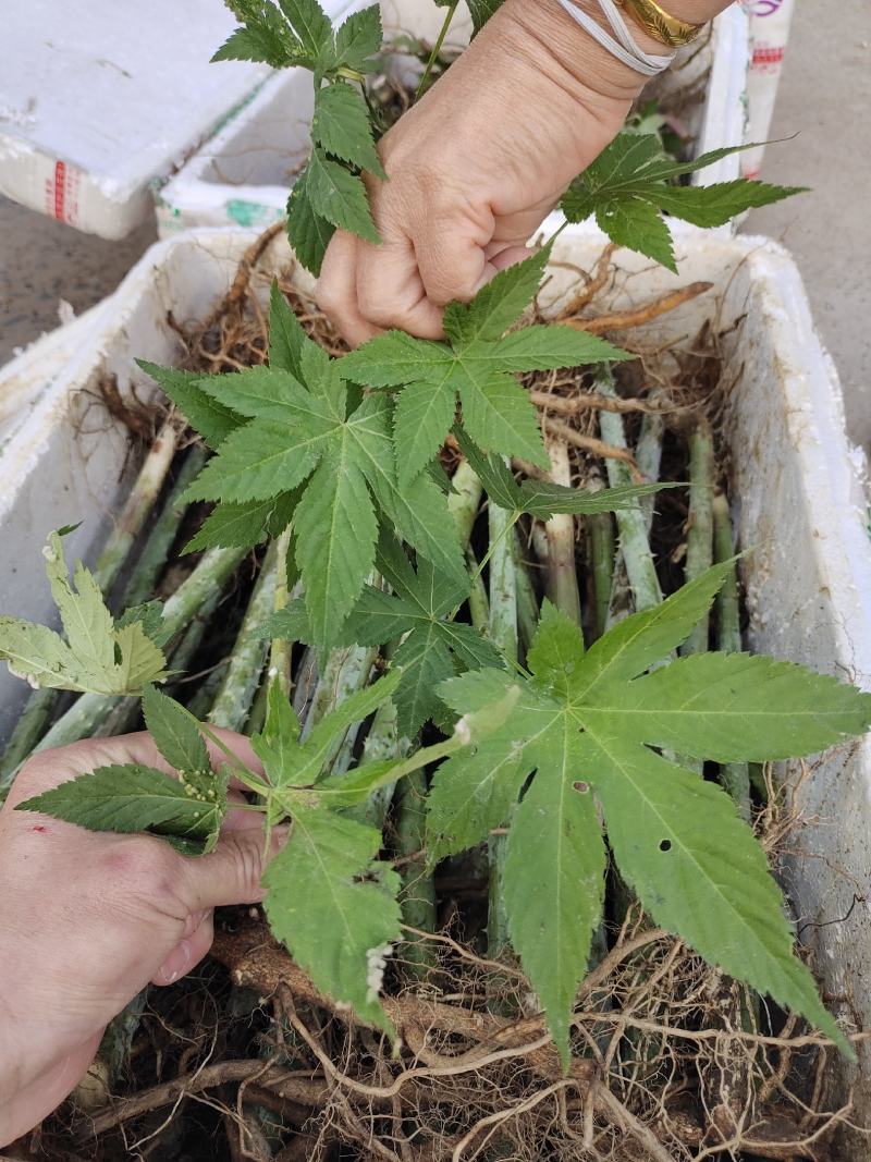 刺儿茶树苗甜茶苗甜叶覆盆子苗种植基地