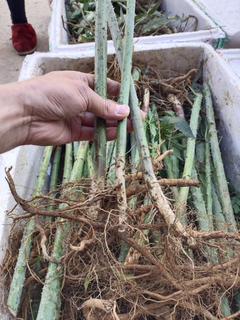 刺儿茶树苗甜茶苗甜叶覆盆子苗种植基地