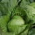 菏泽蔬菜基地万亩甘蓝上市现拔现发蔬菜新鲜欢迎联系