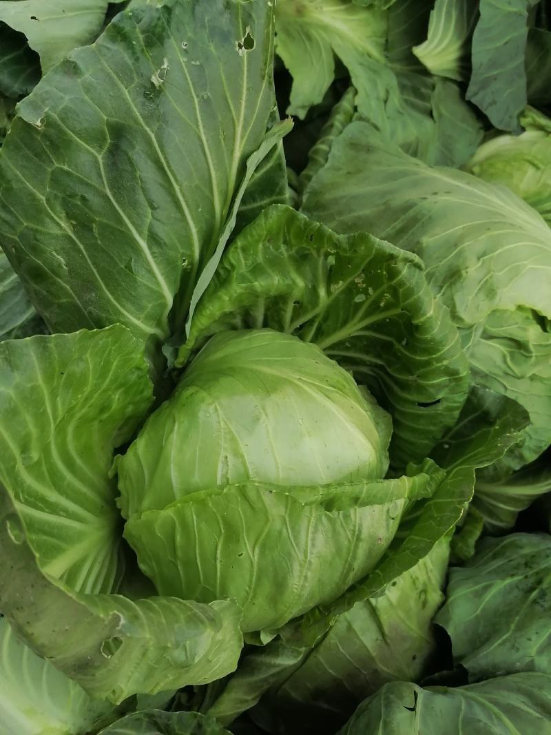 菏泽蔬菜基地万亩甘蓝上市现拔现发蔬菜新鲜欢迎联系