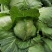 菏泽蔬菜基地万亩甘蓝上市现拔现发蔬菜新鲜欢迎联系