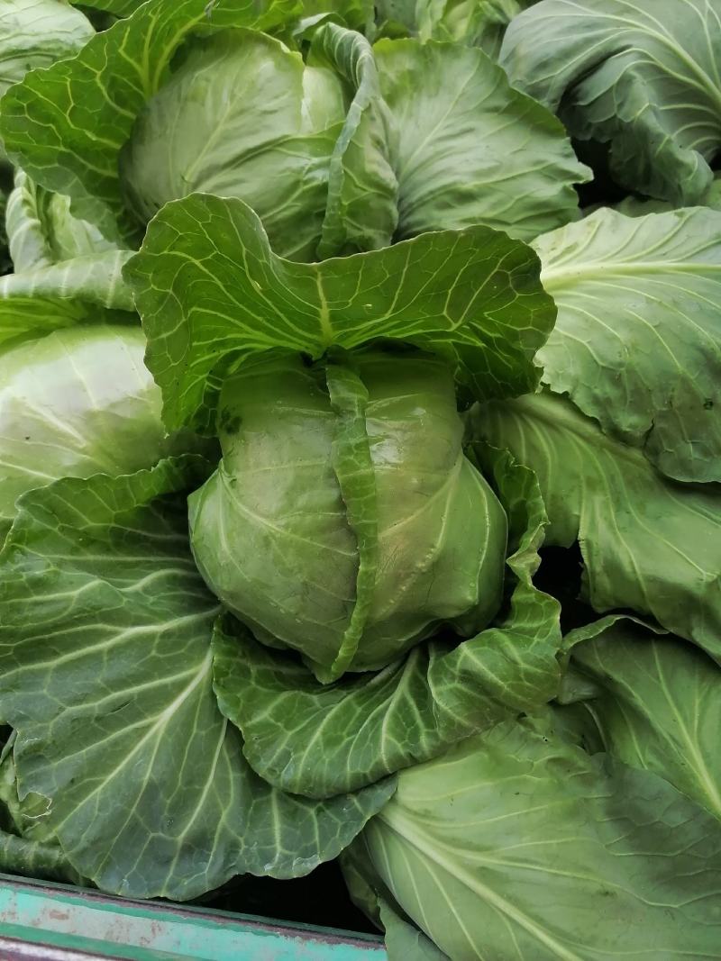 菏泽蔬菜基地万亩甘蓝上市现拔现发蔬菜新鲜欢迎联系