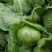 菏泽蔬菜基地万亩甘蓝上市现拔现发蔬菜新鲜欢迎联系