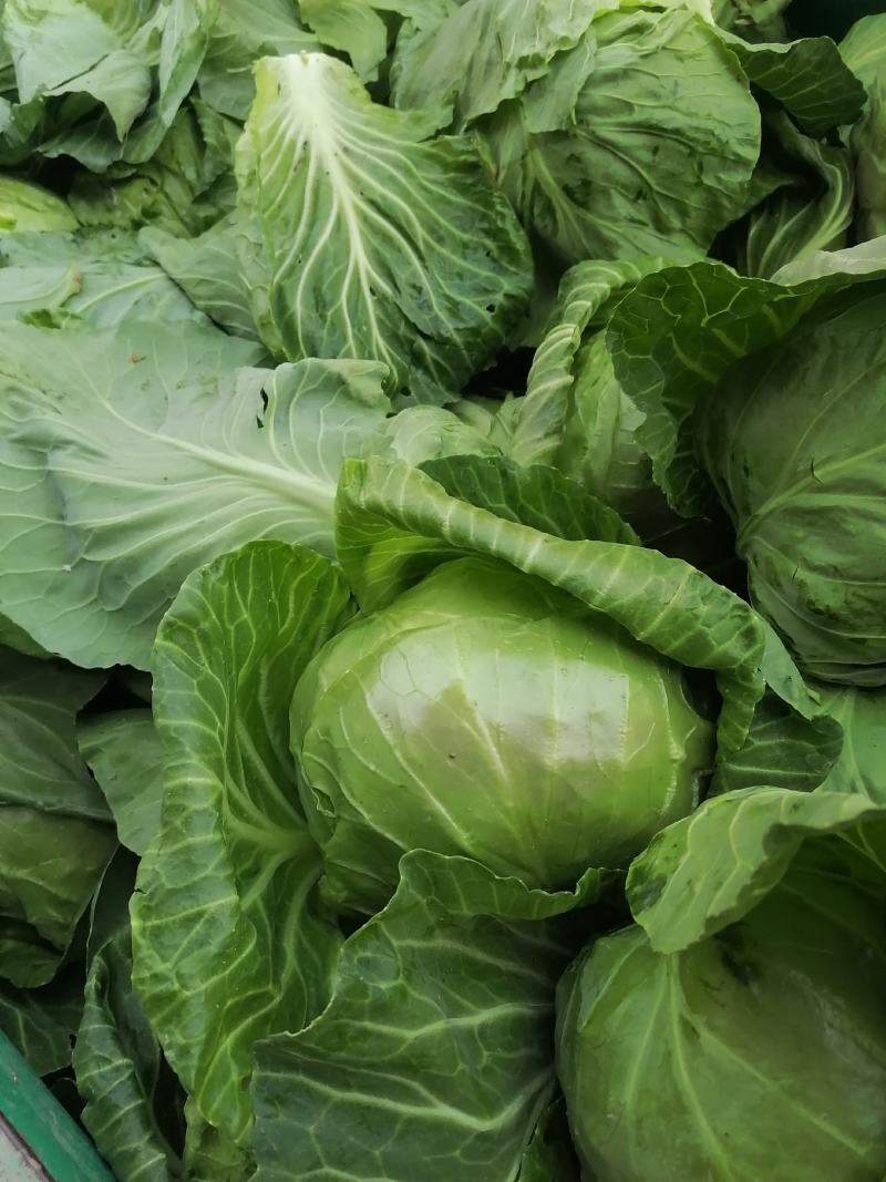 菏泽蔬菜基地万亩甘蓝上市现拔现发蔬菜新鲜欢迎联系