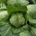 菏泽蔬菜基地万亩甘蓝上市现拔现发蔬菜新鲜欢迎联系