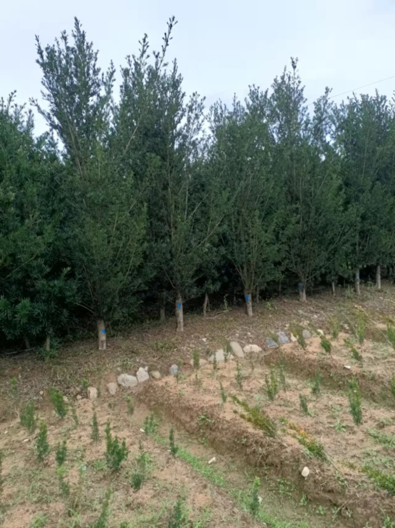 罗汉松福建省种植批发基地欢迎新老客户来实地考察