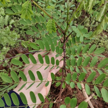 江西斗米虫云实树苗鸟不踏倒挂刺树苗种植基地