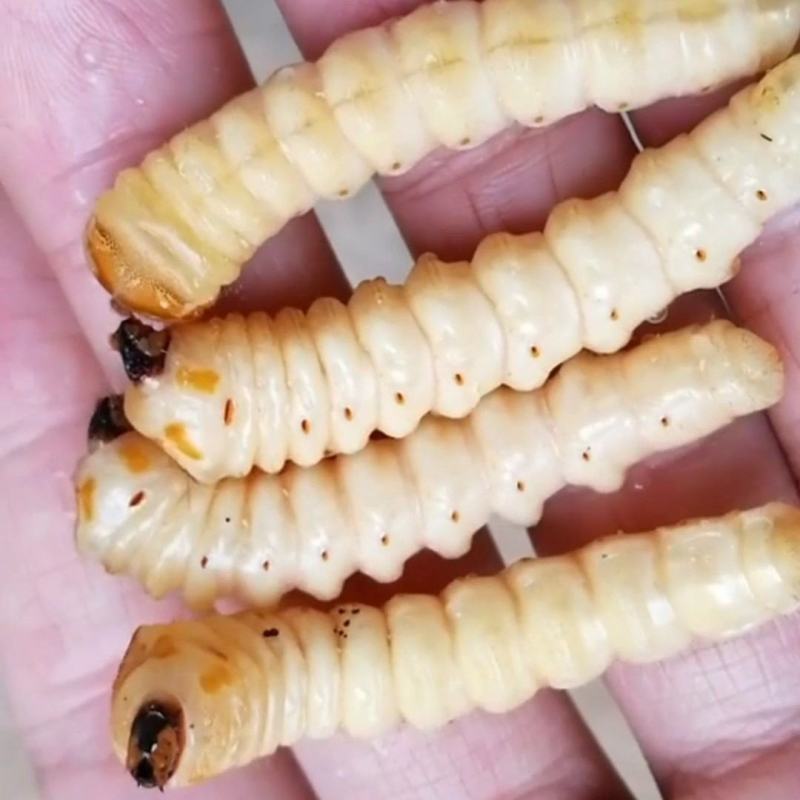 江西斗米虫云实树苗鸟不踏倒挂刺树苗种植基地