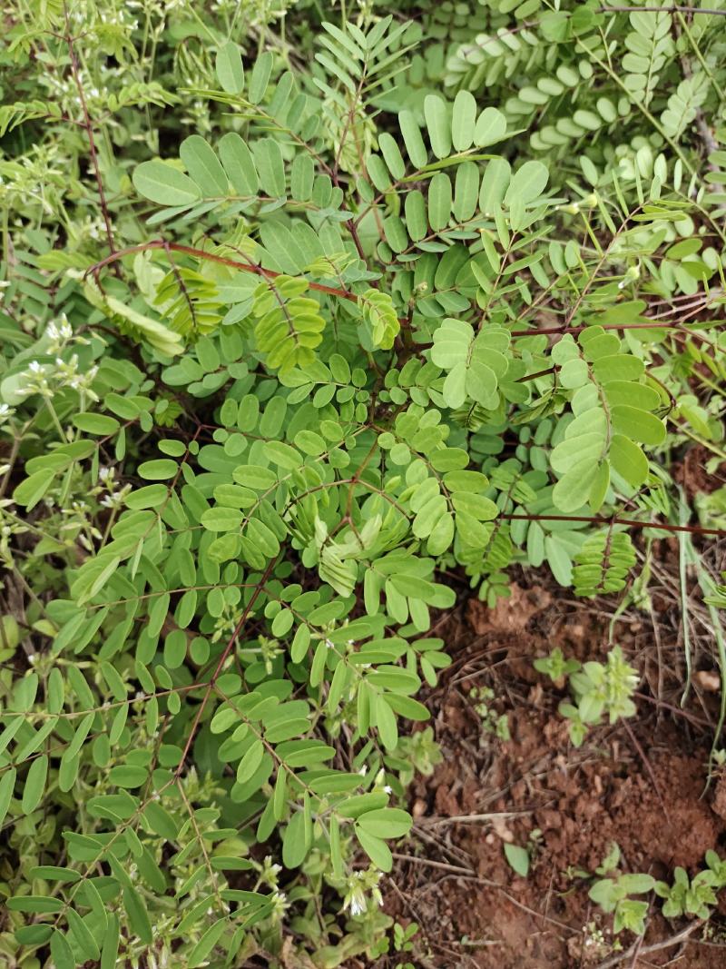 江西斗米虫云实树苗鸟不踏倒挂刺树苗种植基地