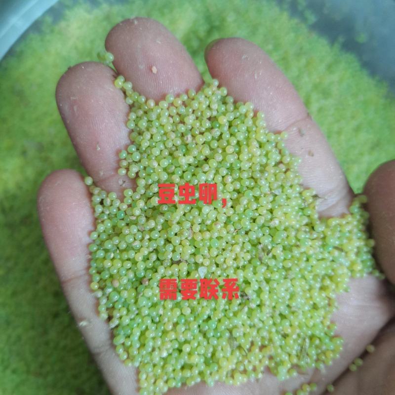 豆虫卵，豆丹卵，豆虫，豆丹
