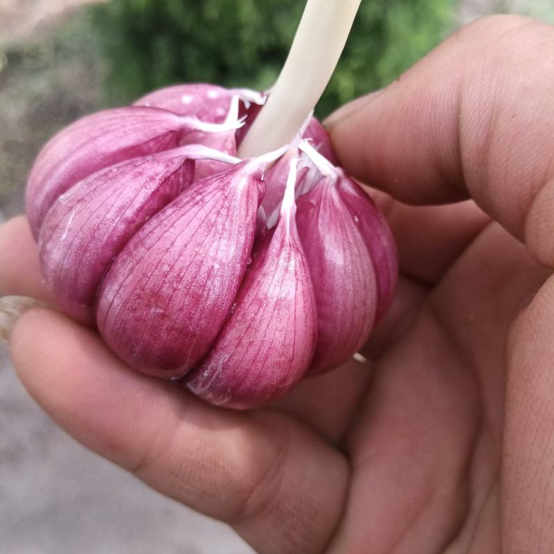 山东大蒜红皮紫皮蒜太空蒜自有【大型仓储冷库大型加工厂】