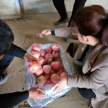 大量供应，精品膜袋红富士苹果，果个大口感好，一手货源