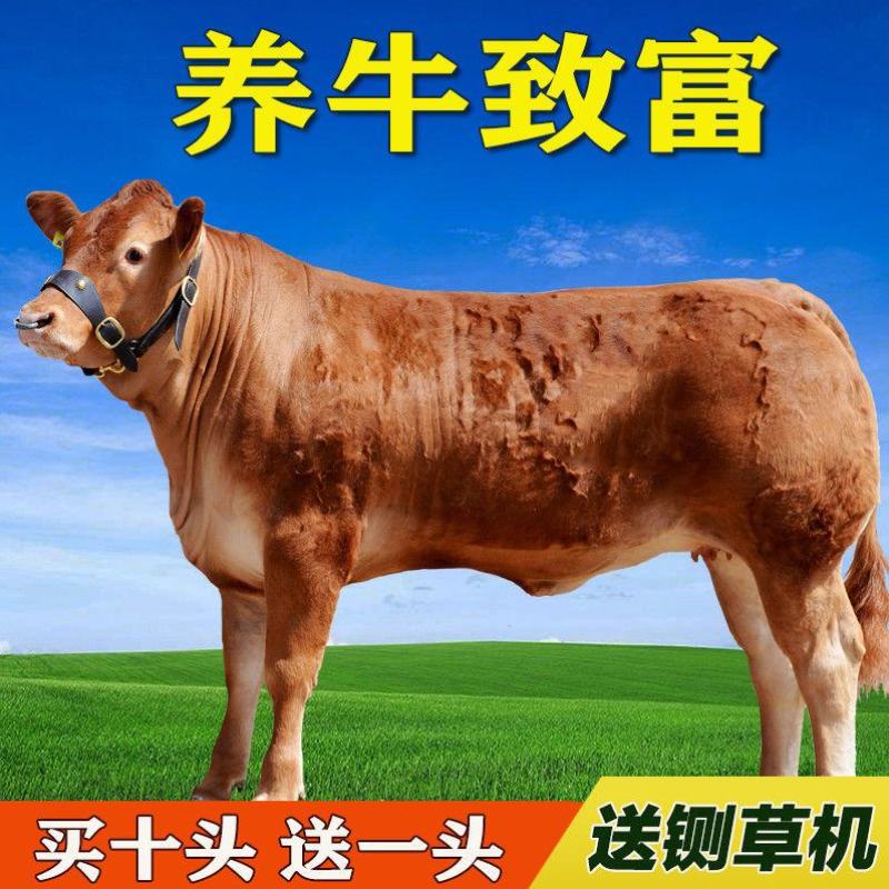 肉牛犊，夏洛莱肉牛犊大广牧业诚信经营一次合作终生朋友