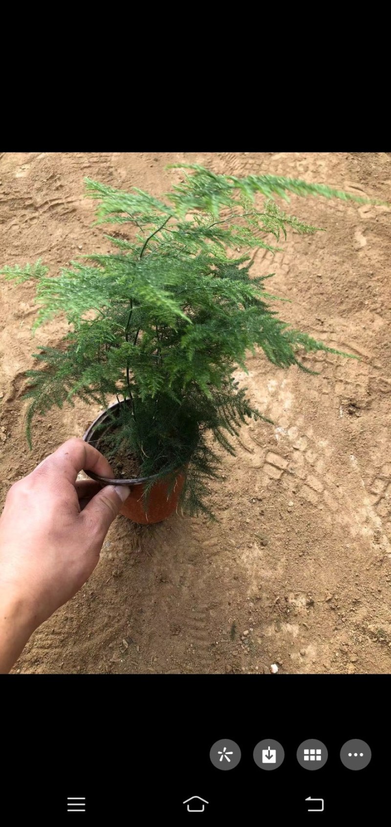 文竹盆景，山东青州，大量现货供应，物流直发，支持绿化租摆