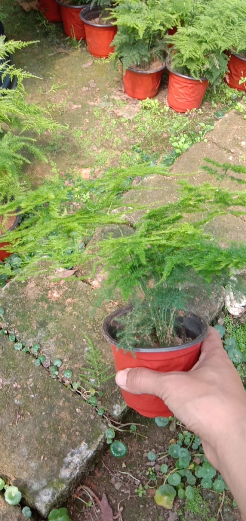 文竹盆景，山东青州，大量现货供应，物流直发，支持绿化租摆