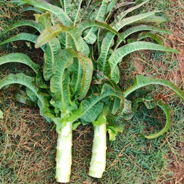 湖北当阳红叶香莴笋大量上市