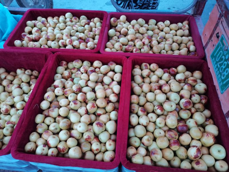 【精选】陕西大荔冬枣一手货源产地直销量大价优欢迎联系